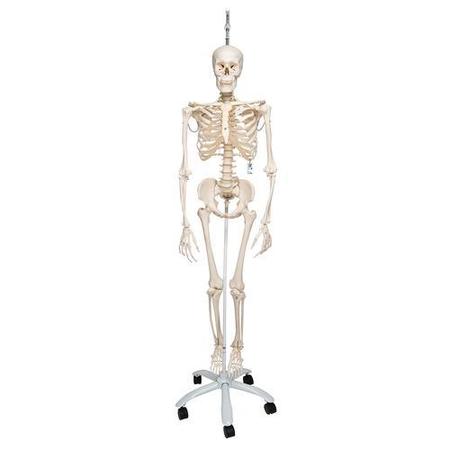 3B SCIENTIFIC Physiological Skeleton Phil - w/ 3B Smart Anatomy 1020179